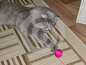 Gray fluffy siberian cat playing with ball of yarn