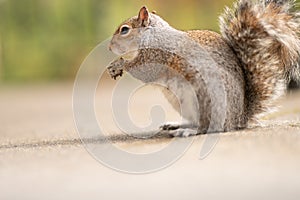 Gray fluffy squirrel eats a nut. Photo of a cute animal in nature. Red-haired mammal on a background of green trees. Feeding