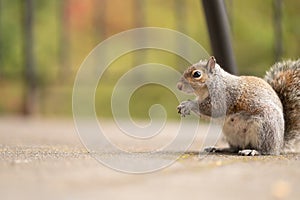 Gray fluffy squirrel looking for a nut. Picture of a cute and funny animal in nature. Red-haired mammal. Feeding squirrels in the