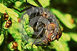 Gray fly