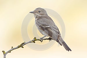 Gray flycatcher,  Muscicapa striata  in winter plumage