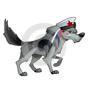 Gray forest wolf in a sailor hat with a ribbon in the style of the Russian flag of the tricolour isolated on white