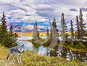 Gray forest wolf on the shore