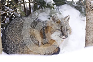 Gray Fox photo