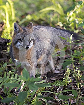 Gray fox animal stock photo.  Gray fox animal close-up profile view with a foliage background