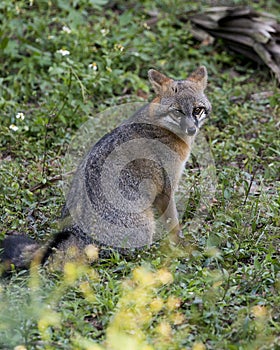 Gray fox animal stock photo.  Gray fox animal close-up profile view with a foliage and flower  background