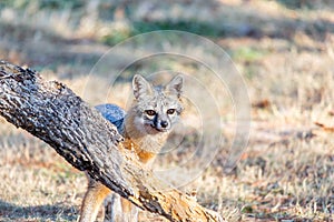 Gray Fox in back yard.