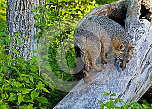 Gray Fox climbing a fallen den tree.
