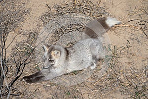 Gray Fox in Colorado