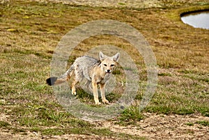 Gray fox in El Calafate region in Patagonia, Argentina