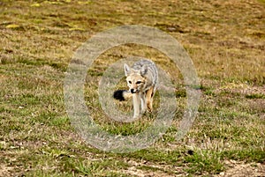 Gray fox in El Calafate region in Patagonia, Argentina