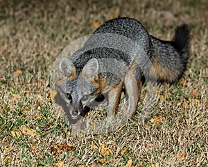 Gray Fox hunting in backyard.