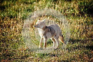 Gray fox in a lush green meadow