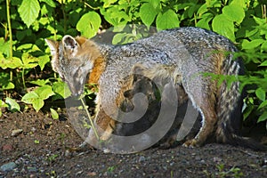 Gray Fox mother with babies in morning light.