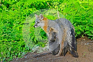 Gray Fox mother with her babies.