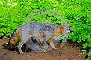 Gray Fox mother with her babies.