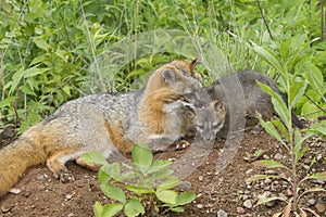 Gray Fox Mother Protecting Her Baby