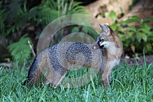 Gray Fox in North Miami Beach, Florida