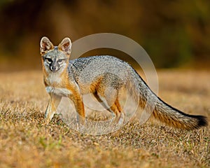 Gray Fox poses while hunting for his dinner.