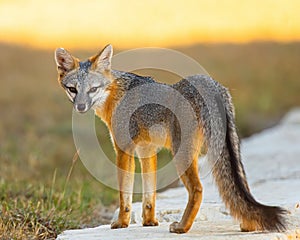 Gray Fox poses while hunting for mice and other rodents