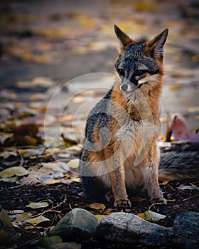 Gray Fox sitting on the ground