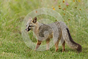 Gray Fox in Spring