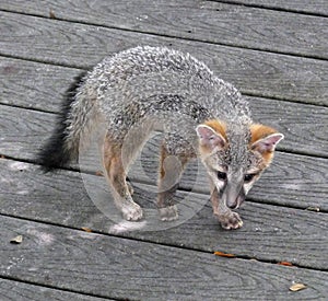 Gray Fox Urocyon cinereoargenteus