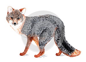 Gray fox. Watercolor illustration.