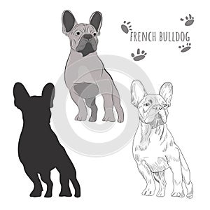 Gray french bulldog standing isolated on white background.