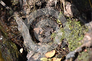 Gray frog on the tree root