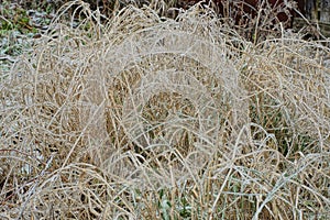 Gray frozen grass and vegetation in white ice and hoarfrost