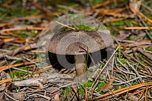 The gray fungus Tricholoma triste grew in the forest under a pine tree. Mushroom close-up. Soft selective focus. photo