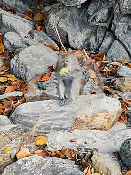 Gray-furred monkey perched atop a pile of large gray rocks eating an apple