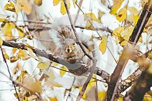 Gray-furred squirrel perched on a tree branch