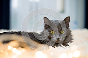 a gray furry cat with green eyes is lying on the bed on a peach bedspread playing with Christmas toys with balloons and