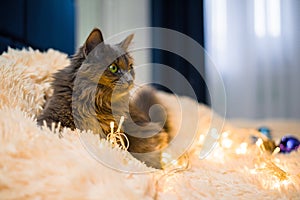 a gray furry cat with green eyes is lying on the bed on a peach bedspread playing with Christmas toys with balloons and