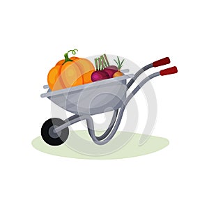 Gray garden cart with ripe vegetables. Metal wheelbarrow with beet, big orange pumpkin and onion. Crop from farm. Flat