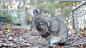 Gray garden rabbit cleans paws in fall garden with crispy leaves