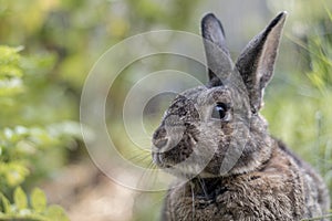 Gray garden rabbit soft light side profile