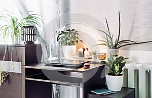 Gray gender neutral home office with lot of calming green live potted flower plants growing. Green healthy calm lifestyle concept.