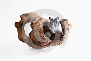 Gray gerbil, studio shot on white background