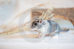 Gray gerbil, studio shot on white background
