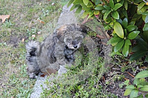 Gray Glen of Imaal Terrier dog in the park