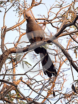 Gray go-away-bird, Corythaixoides concolor, is fairly common, Botswana