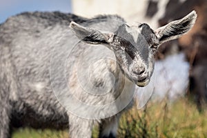 Gray goatling makes a smart a questioning look face