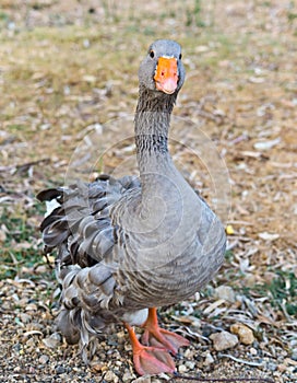 Gray goose