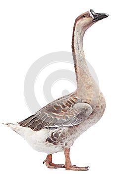 Gray goose