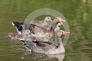 Gray goose anser anser family with four fledglings offspring