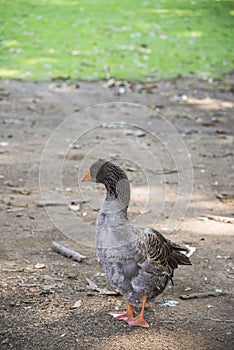 Gray goose in the city park of Besalu
