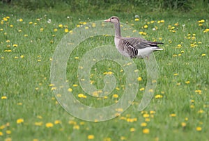 Gray goose goes over a green meadow